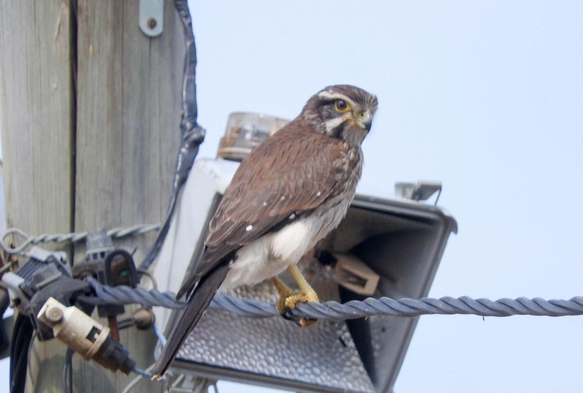 Spot-winged Falconet - Diego perez