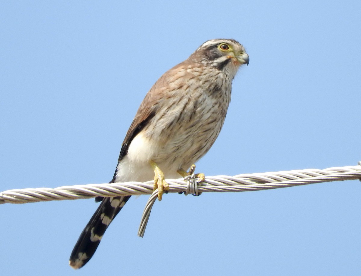 Spot-winged Falconet - ML86620471