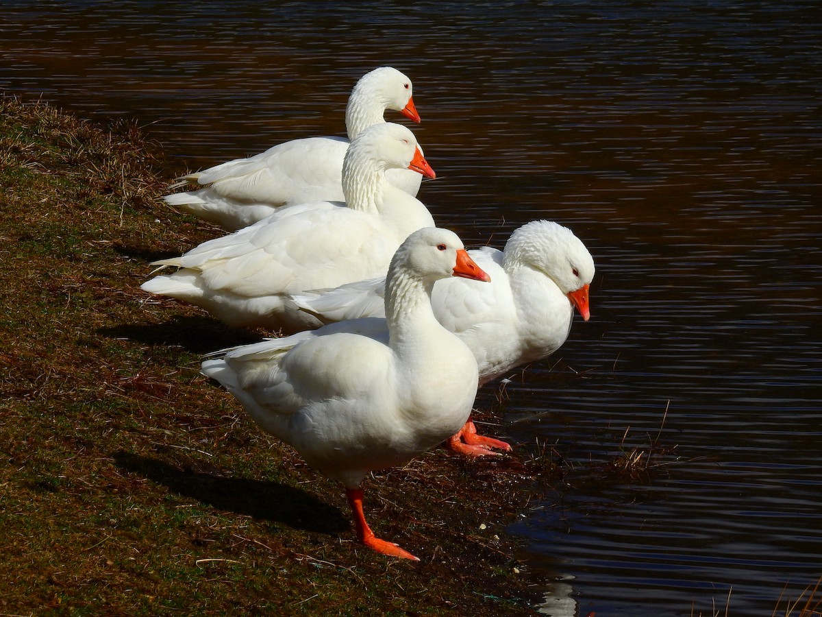 Domestic goose sp. (Domestic type) - ML86620961