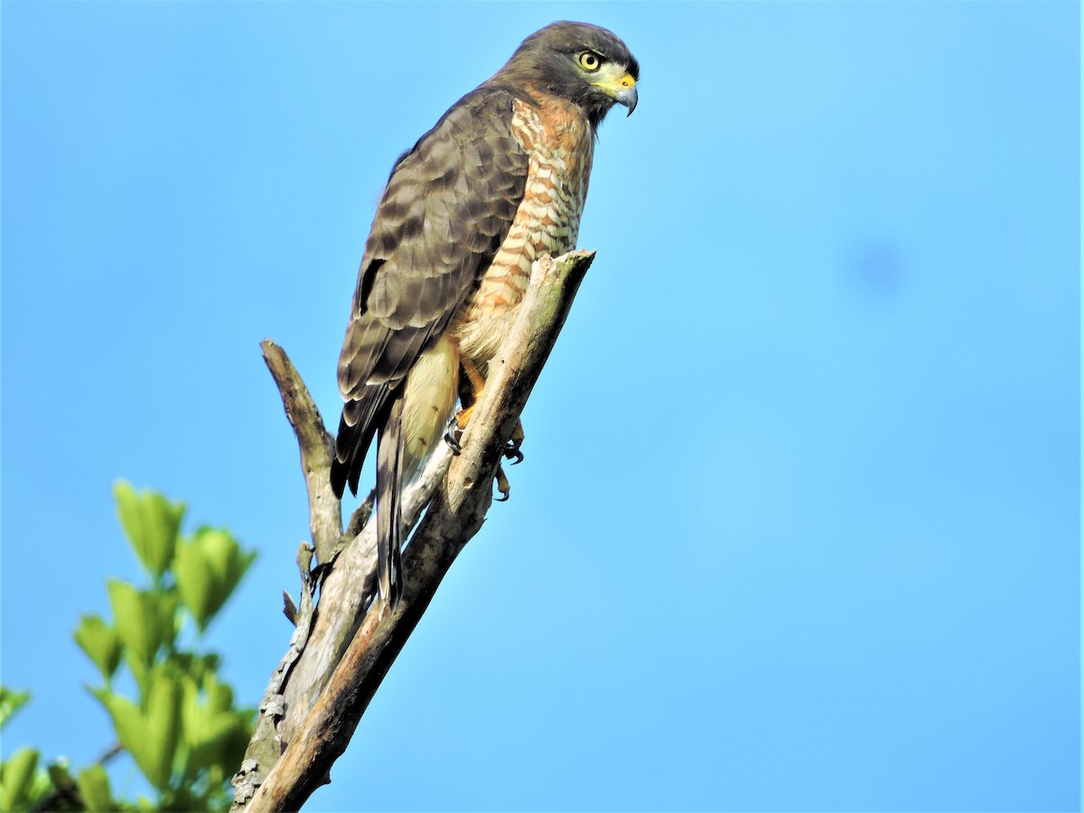 Roadside Hawk - Fabio Barata