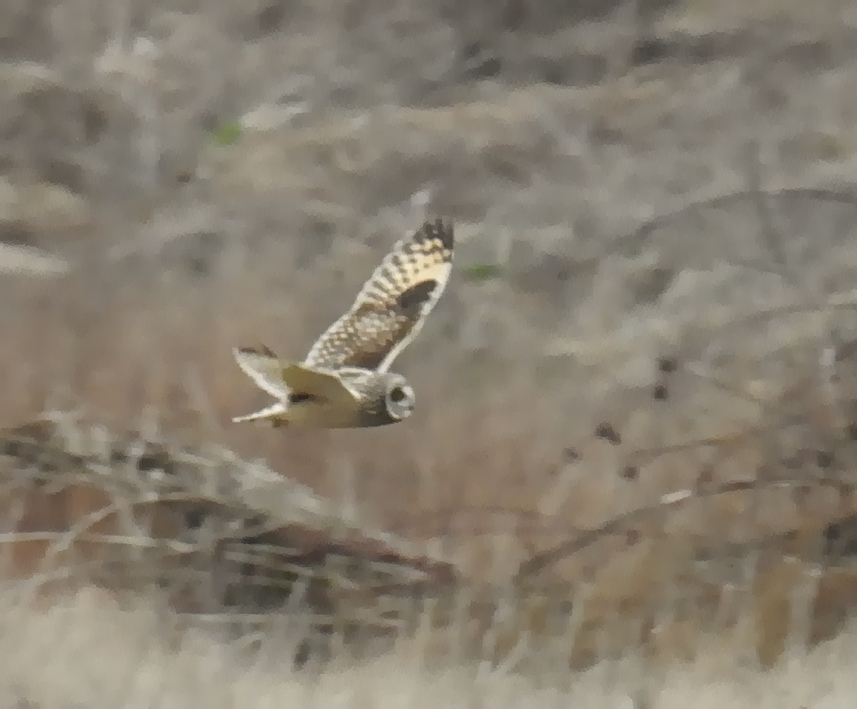 Short-eared Owl - ML86622001