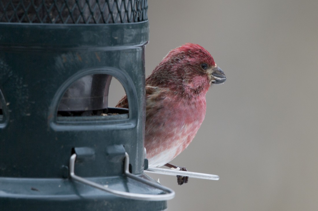 Purple Finch - Sandra N