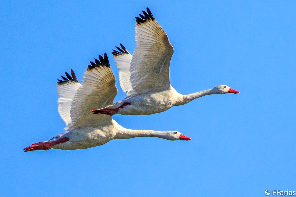 Coscoroba Swan - ML86622301