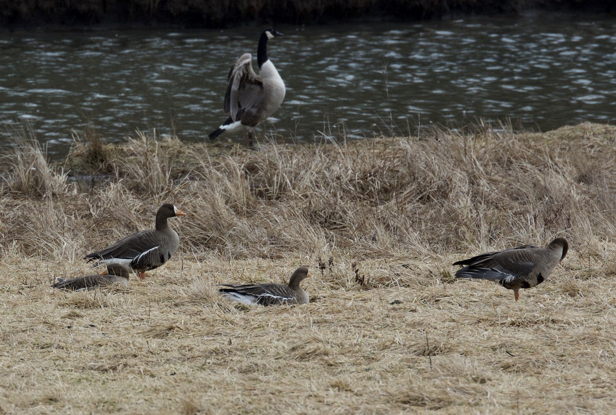 Greater White-fronted Goose - ML86622541