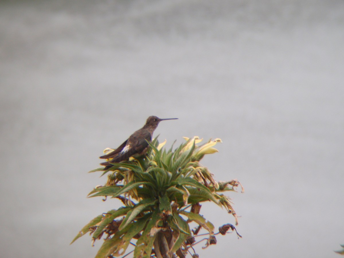 Giant Hummingbird - Caleb Ashling