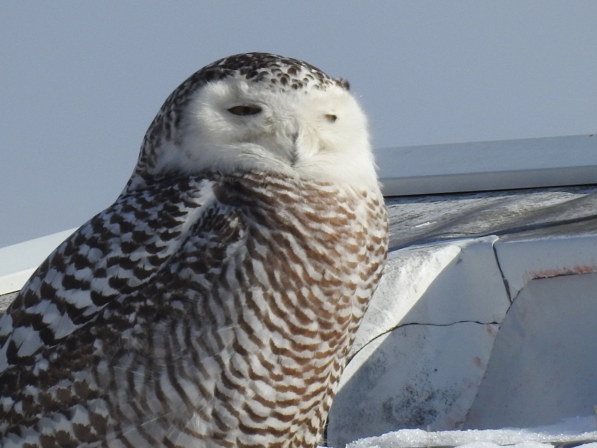 Snowy Owl - ML86624801