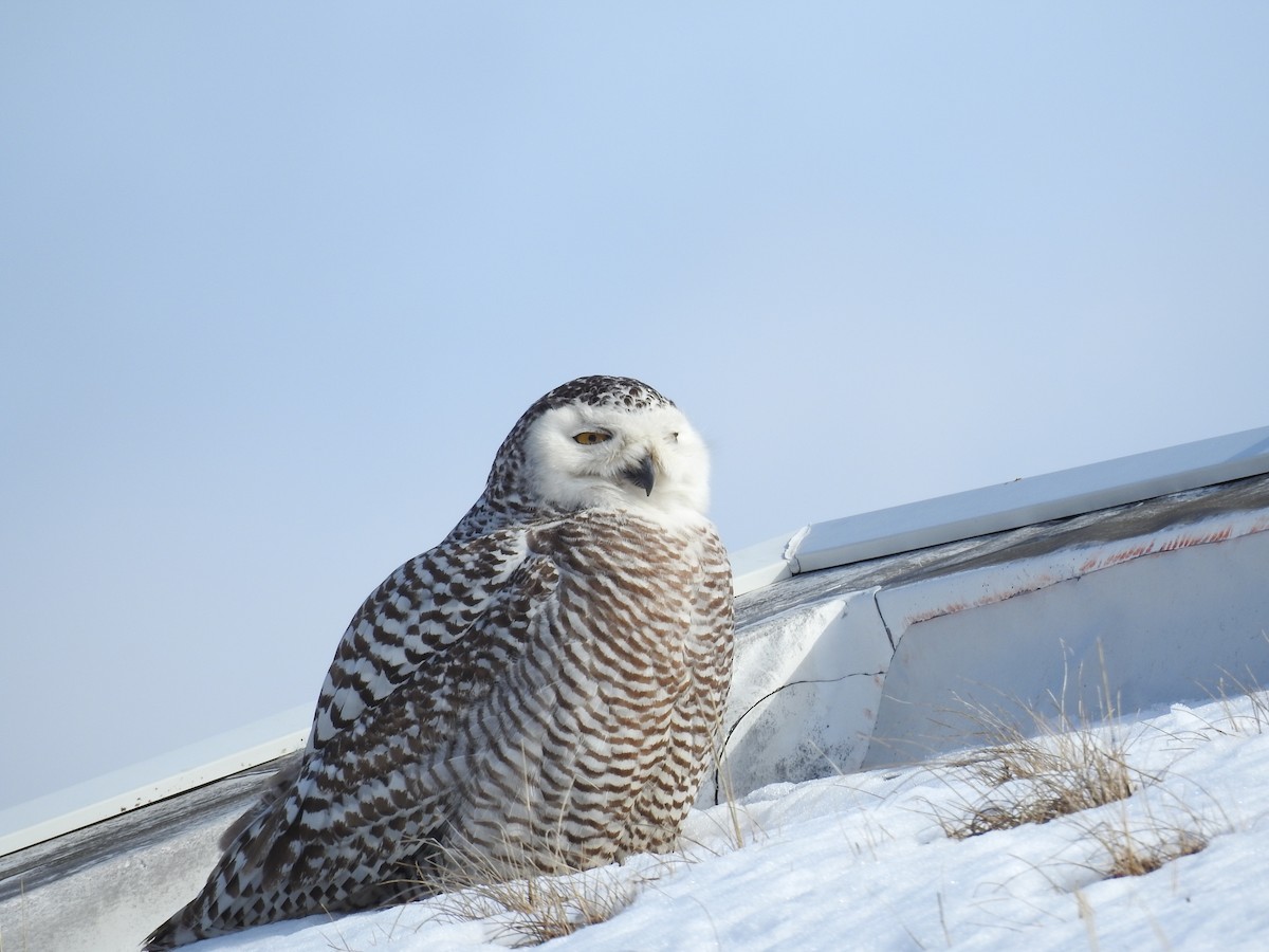 Snowy Owl - ML86624951