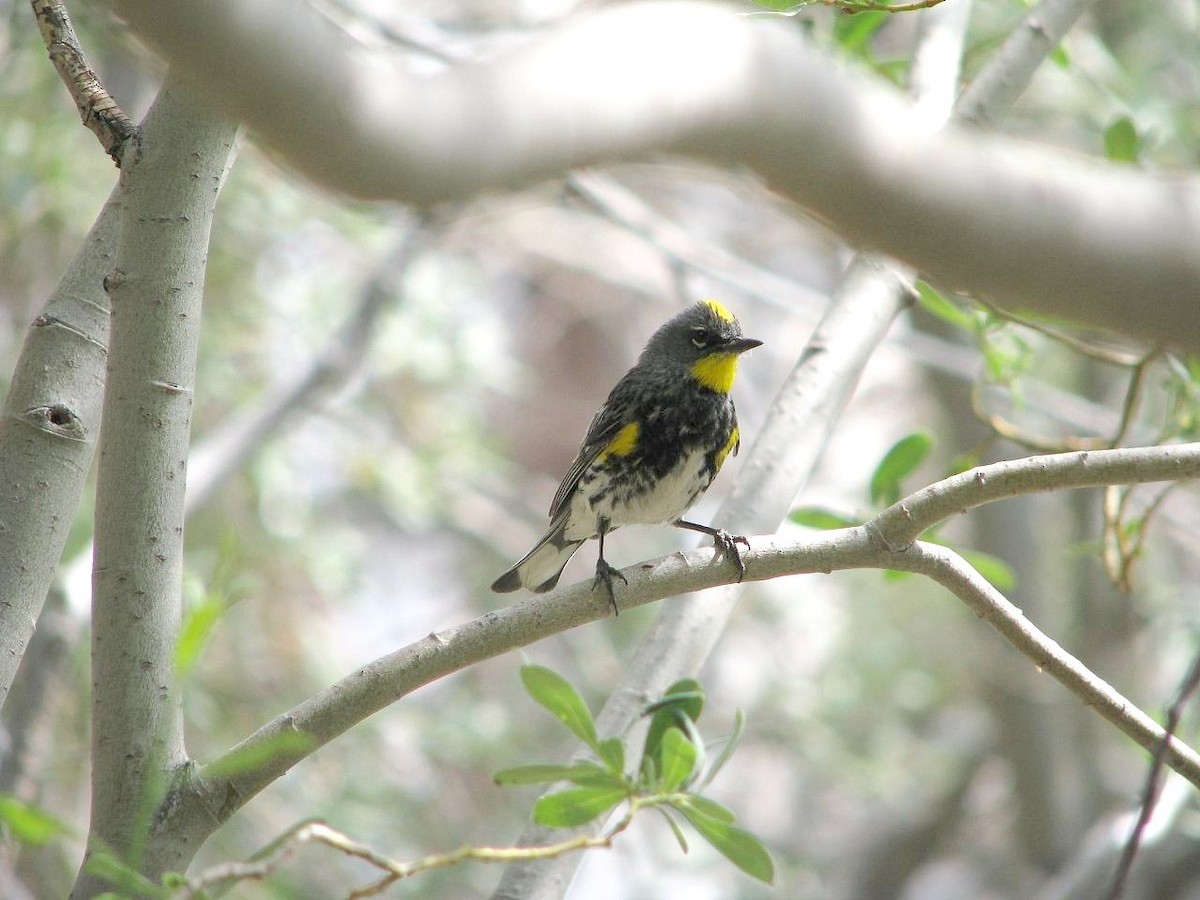 myrteparula (auduboni) (sitronstrupeparula) - ML86626941