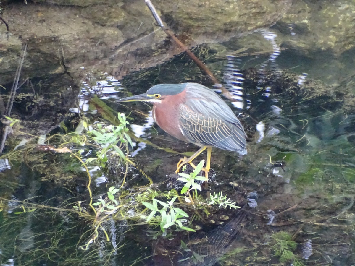 Green Heron - ML86628441