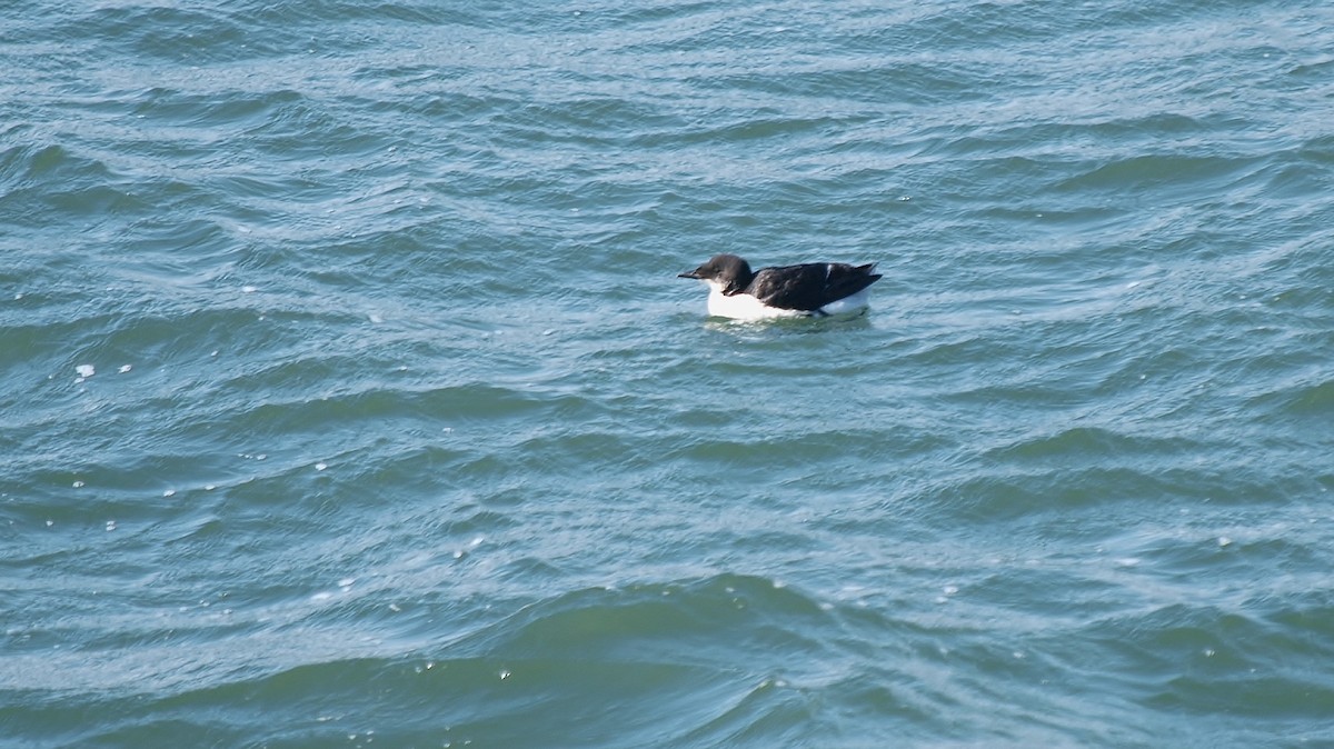 Thick-billed Murre - Bill Bunn