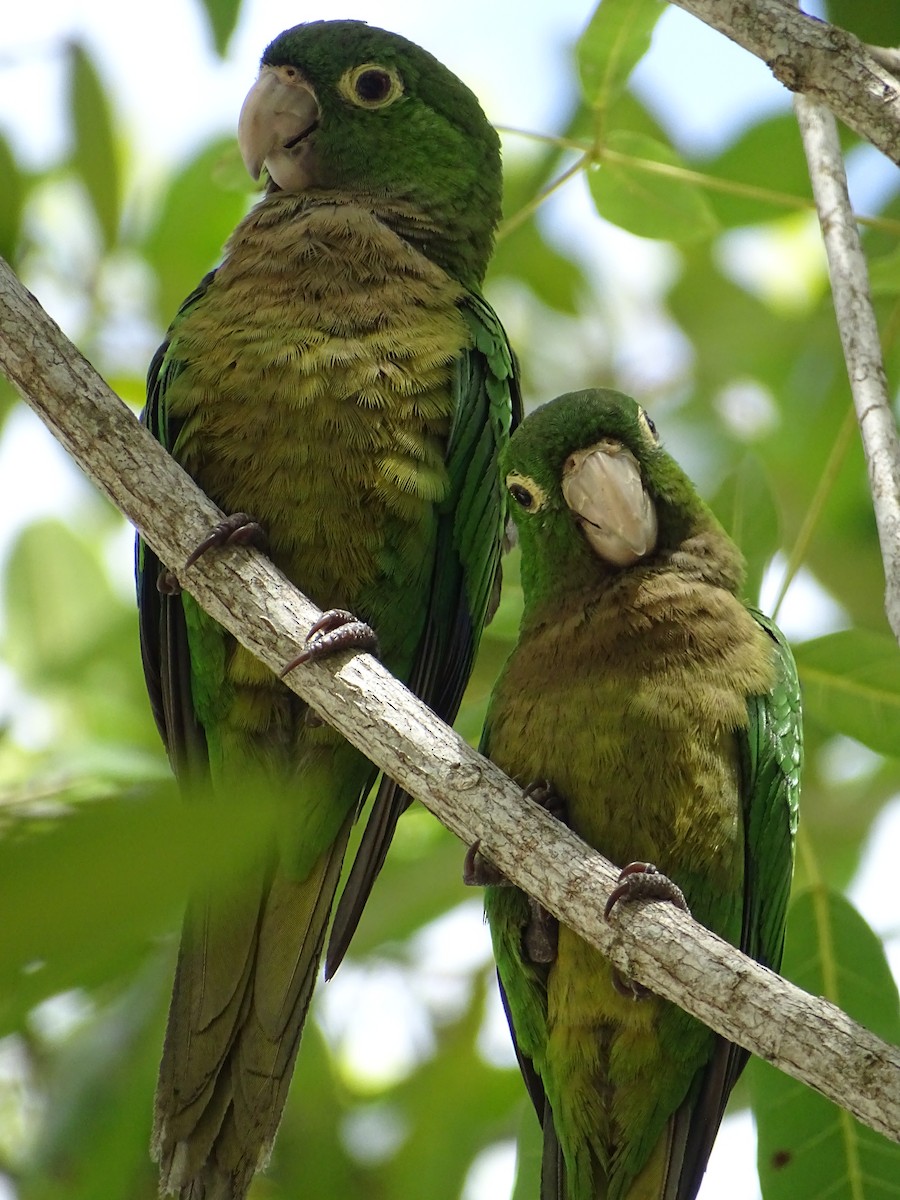 Olive-throated Parakeet - Nancy LiPetri