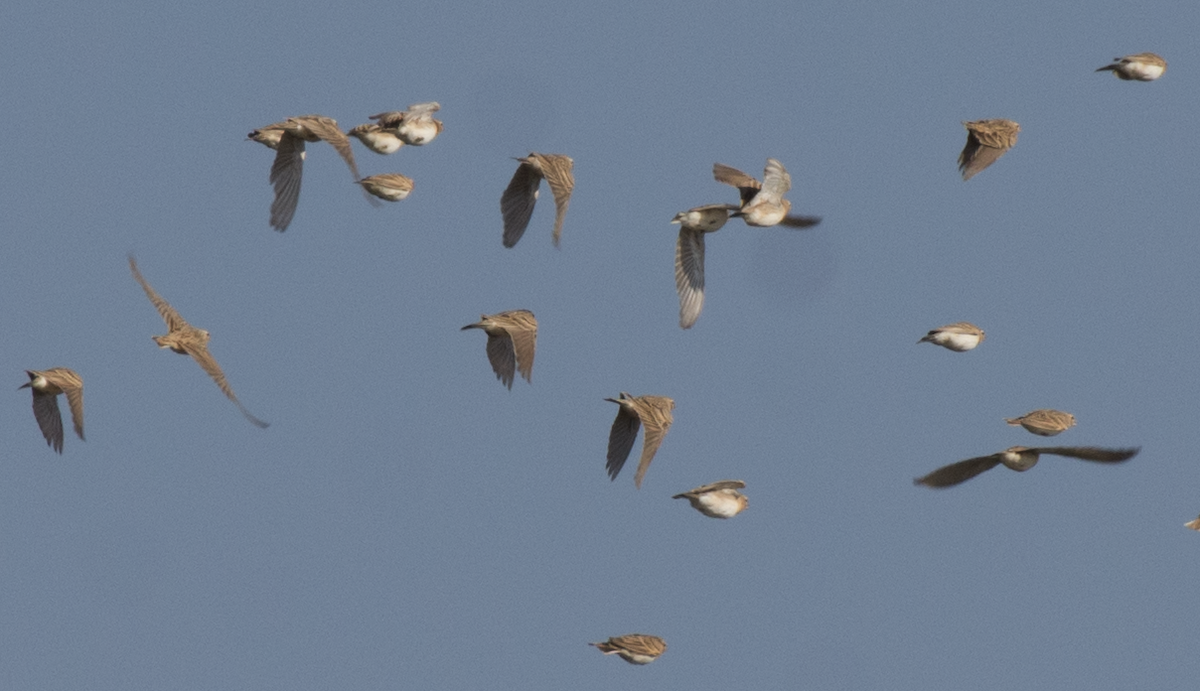 Mongolian Short-toed Lark - ML86629181