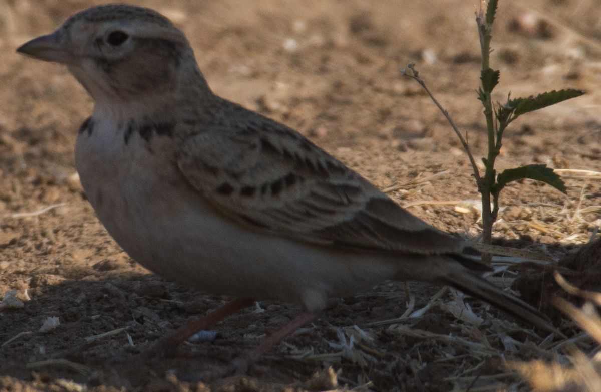 Mongolian Short-toed Lark - ML86629261