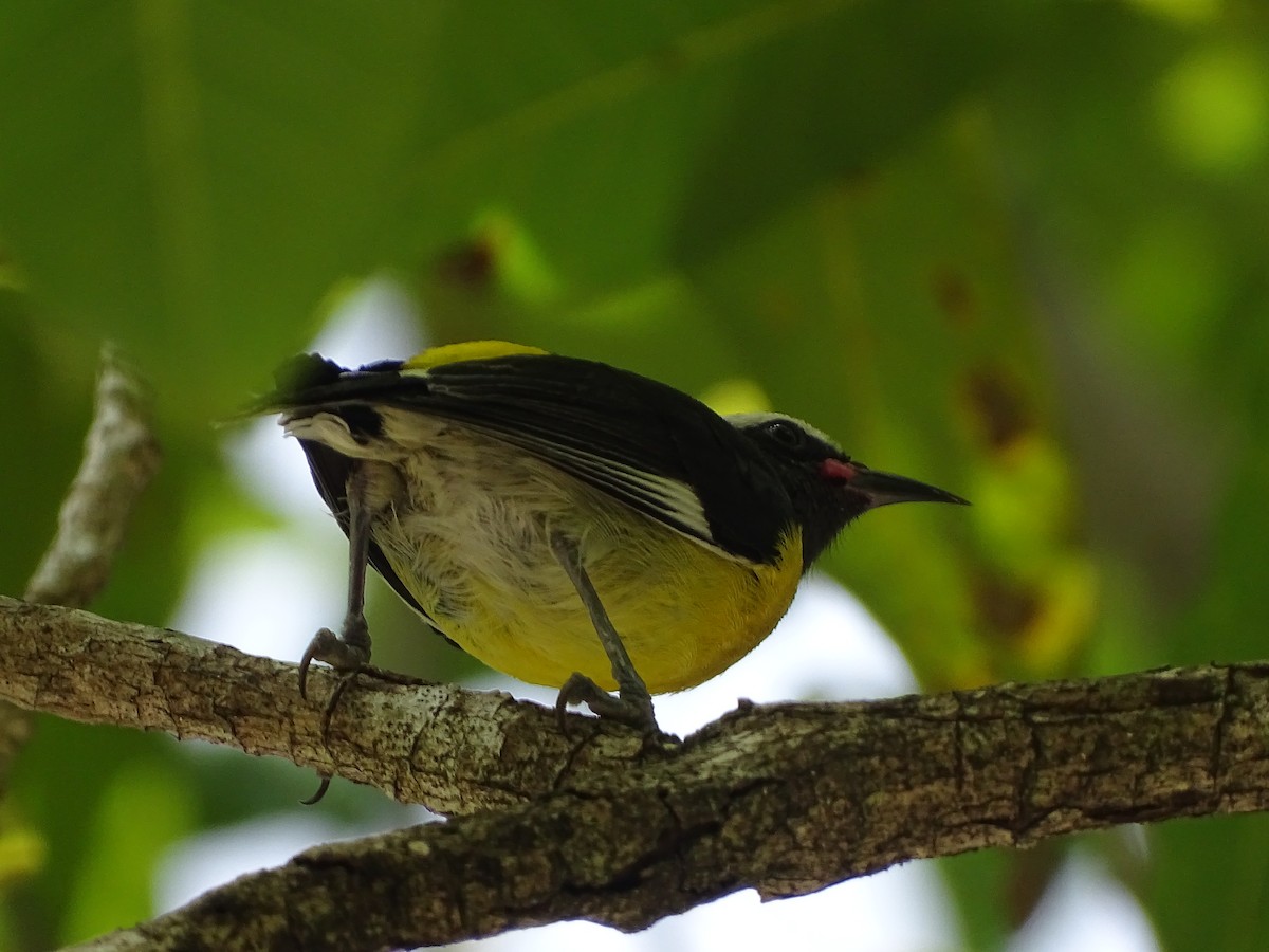 Bananaquit - Nancy LiPetri