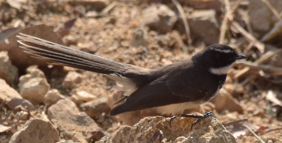 Spot-breasted Fantail - ML86629641