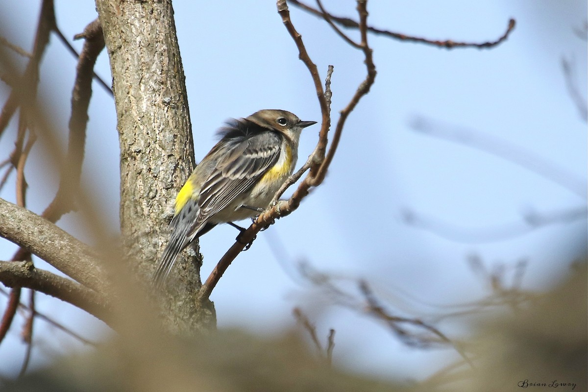 Yellow-rumped Warbler - ML86631141