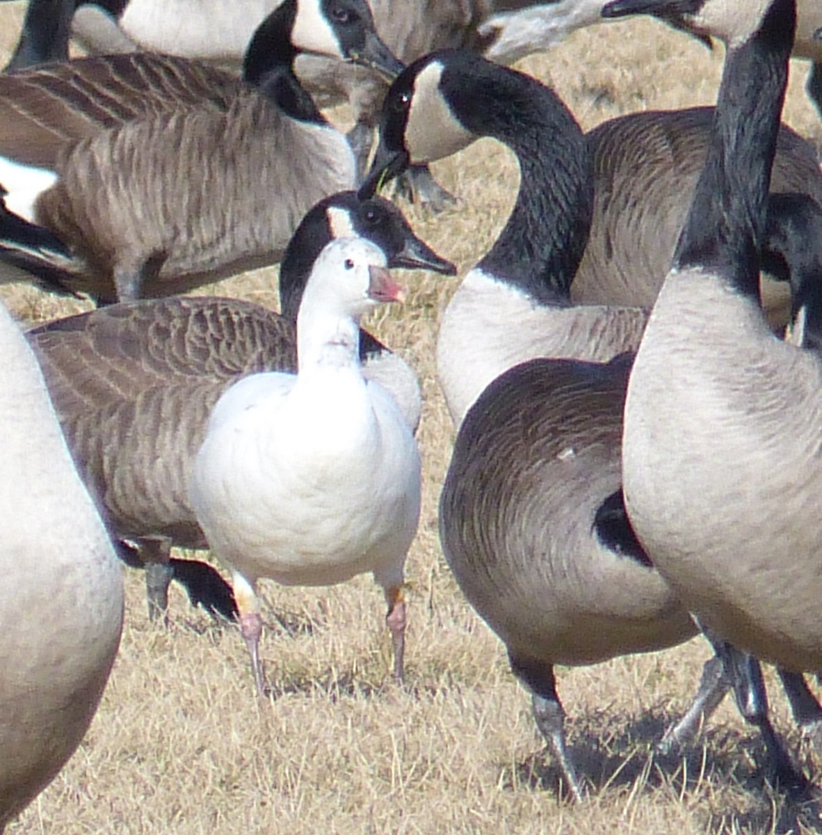 Ross's Goose - ML86631521