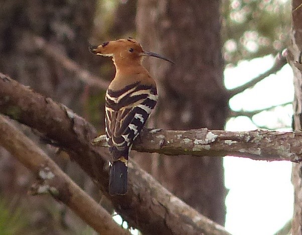 Eurasian Hoopoe - ML86634821