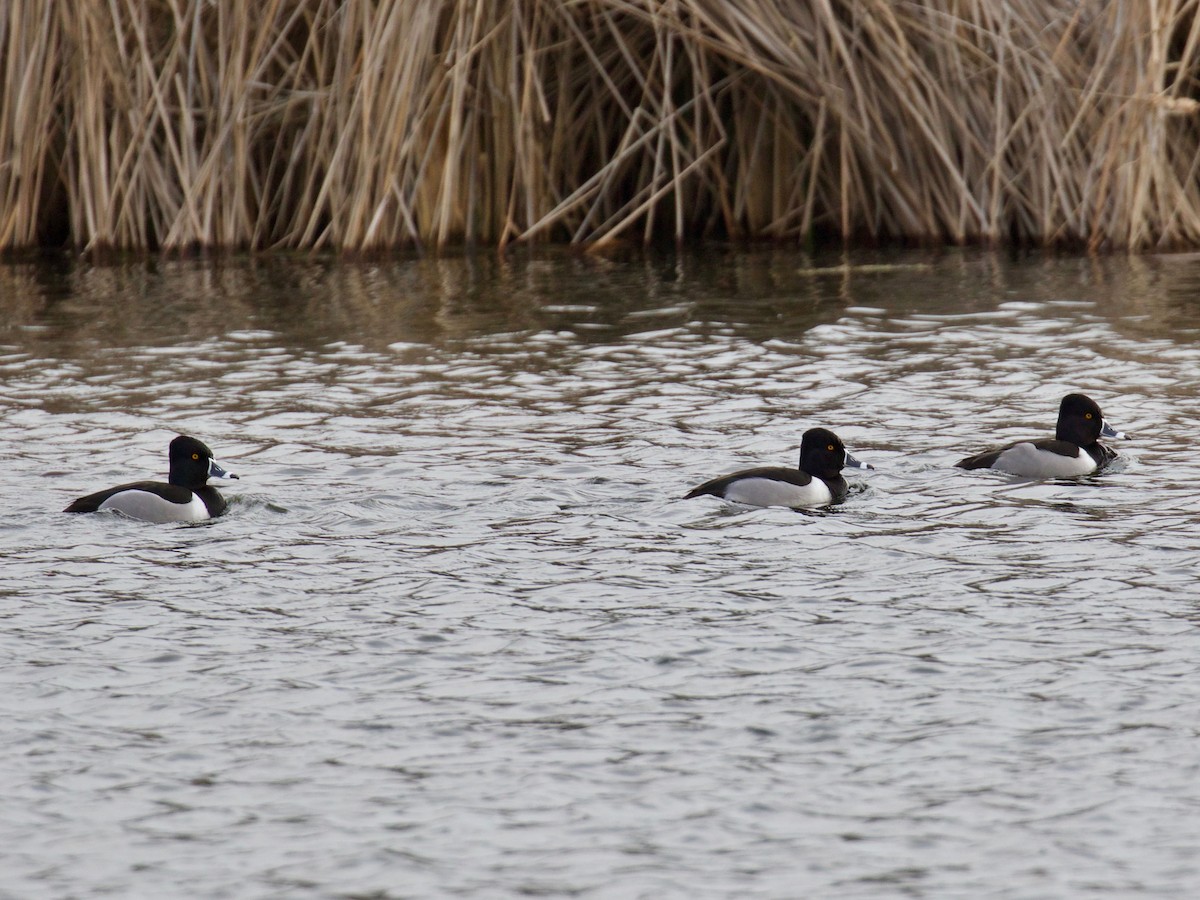 Ring-necked Duck - ML86635211