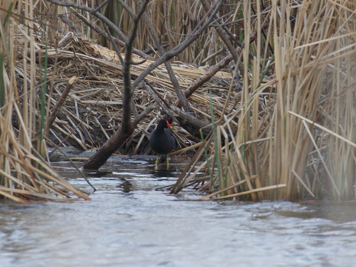 Common Gallinule - ML86635321