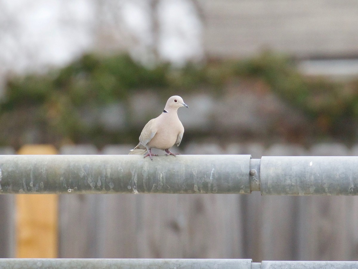 Eurasian Collared-Dove - ML86635431