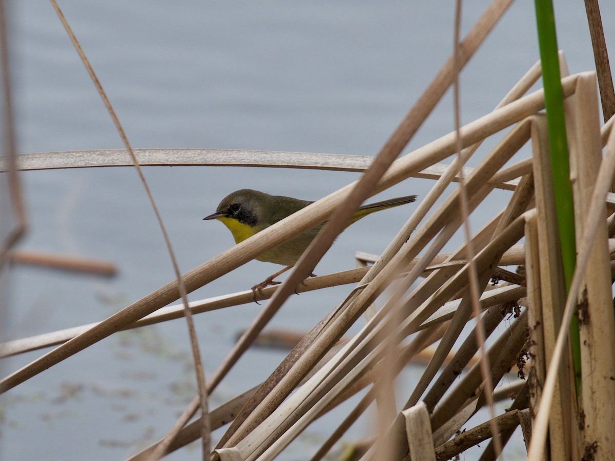 Common Yellowthroat - ML86635741