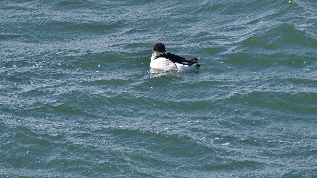 Thick-billed Murre - Bill Bunn