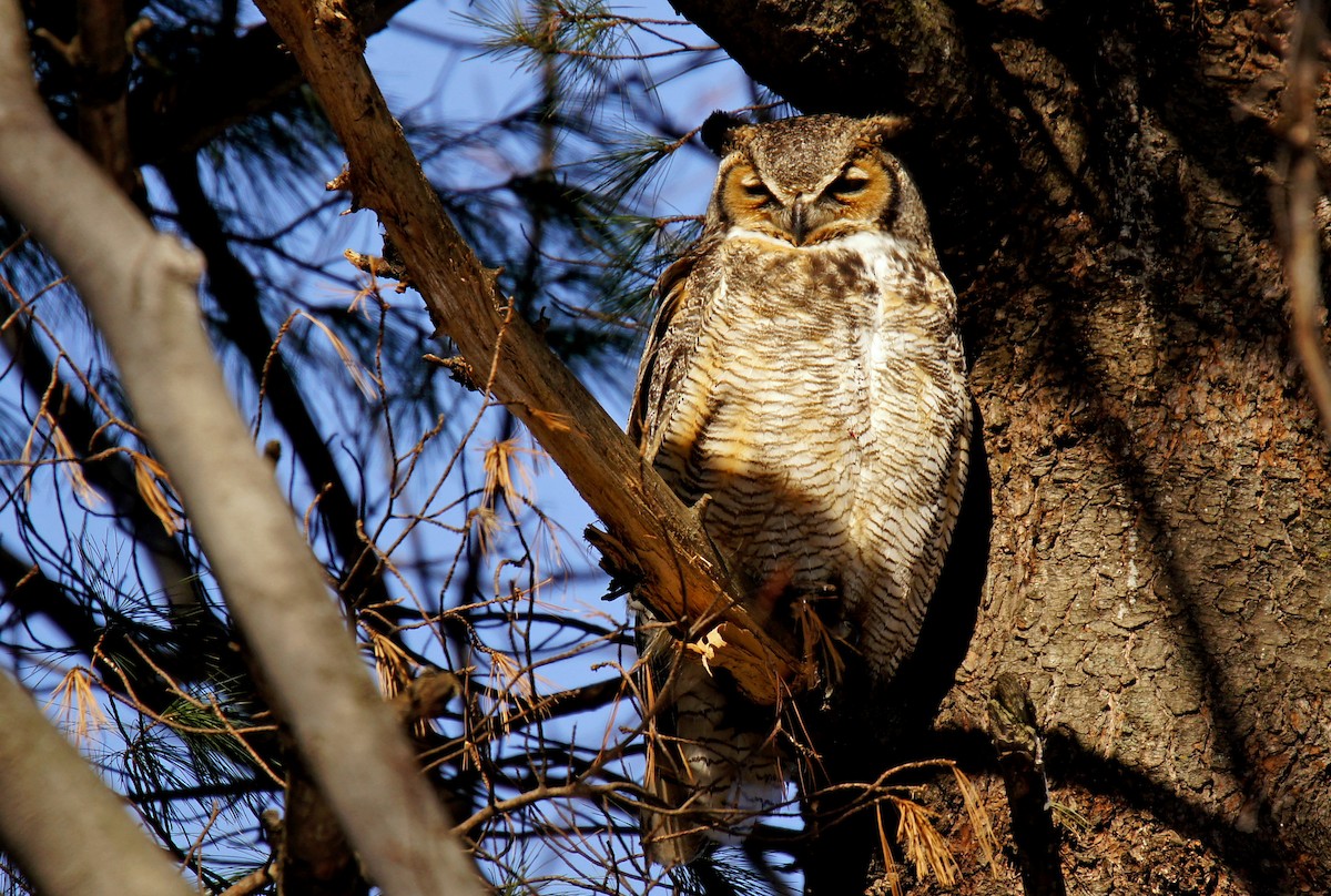 Great Horned Owl - ML86636901
