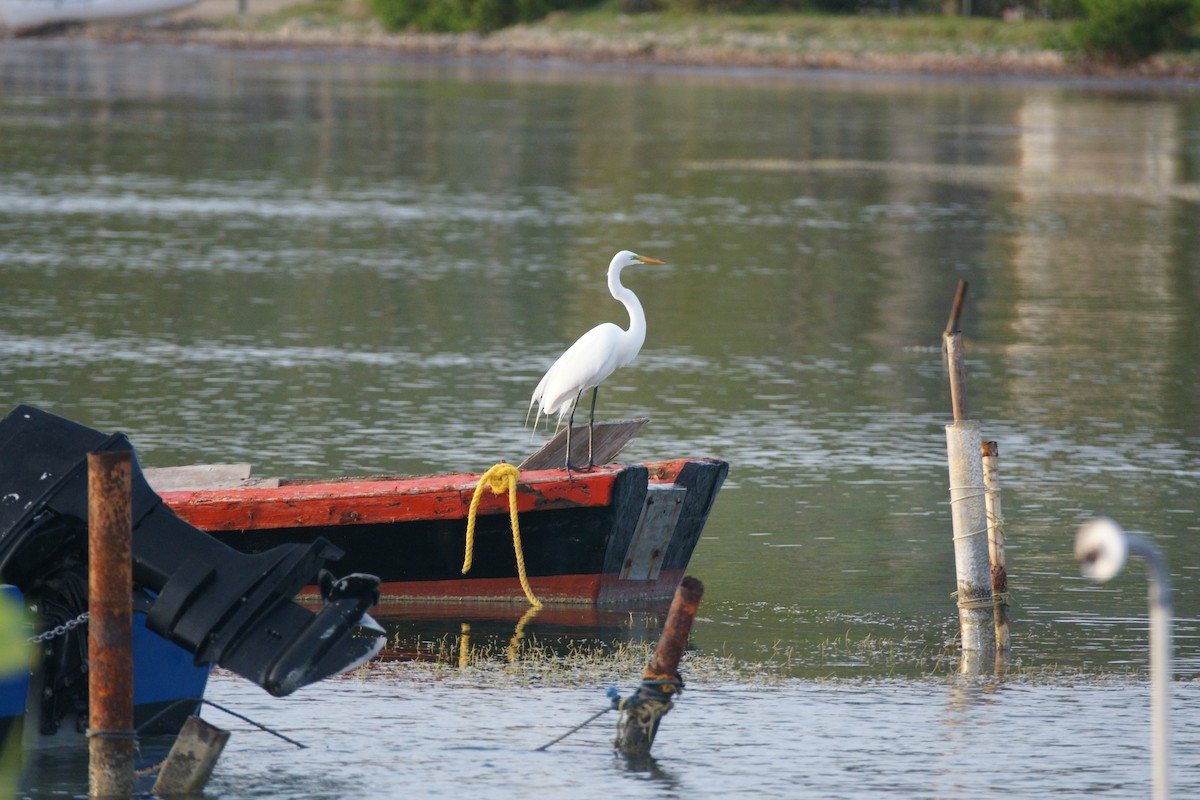 Great Egret - ML86637811