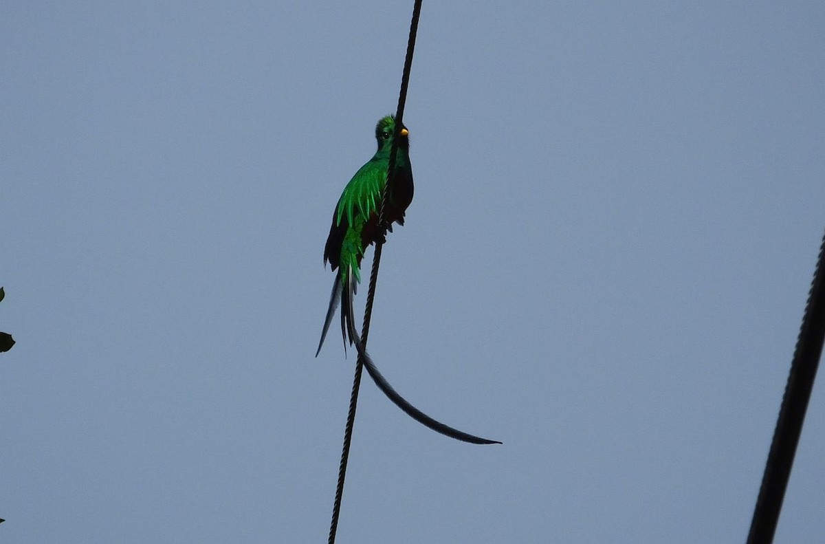 Resplendent Quetzal - ML86639241