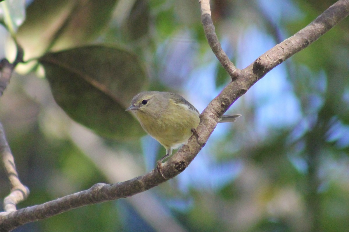 Orange-crowned Warbler - David  Clark