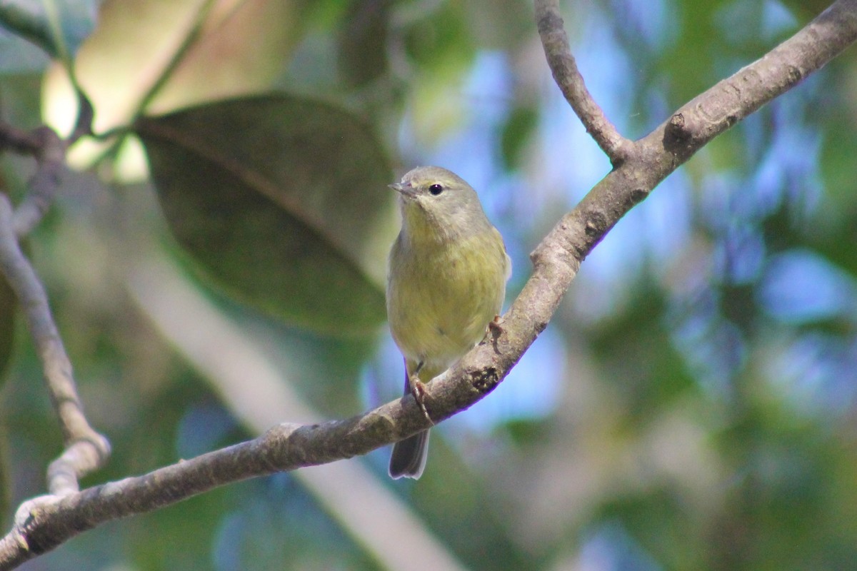 Orange-crowned Warbler - ML86640281