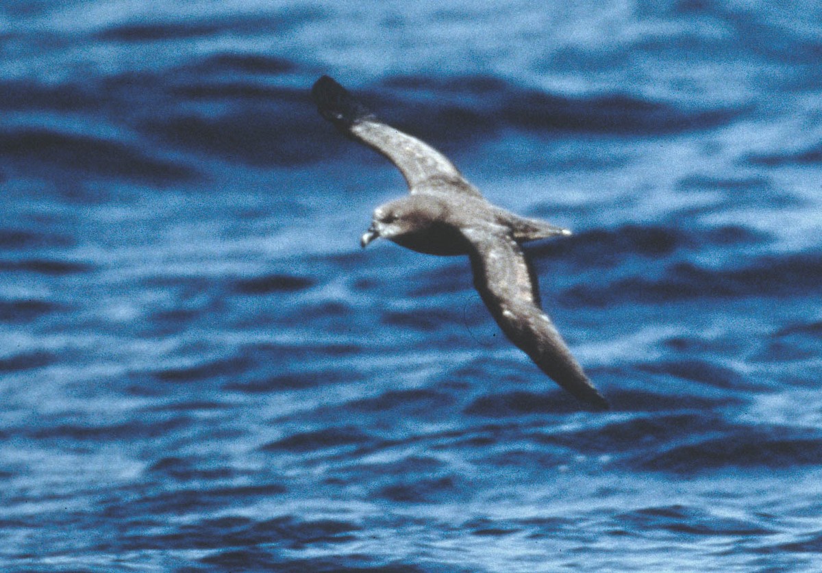 Gray-faced Petrel - ML86641841