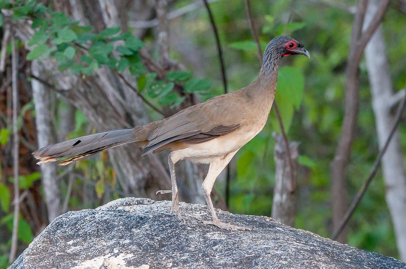 West Mexican Chachalaca - ML86642421