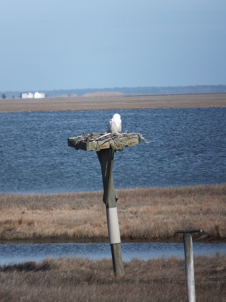 Snowy Owl - ML86643201