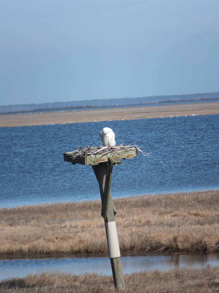 Snowy Owl - ML86643211