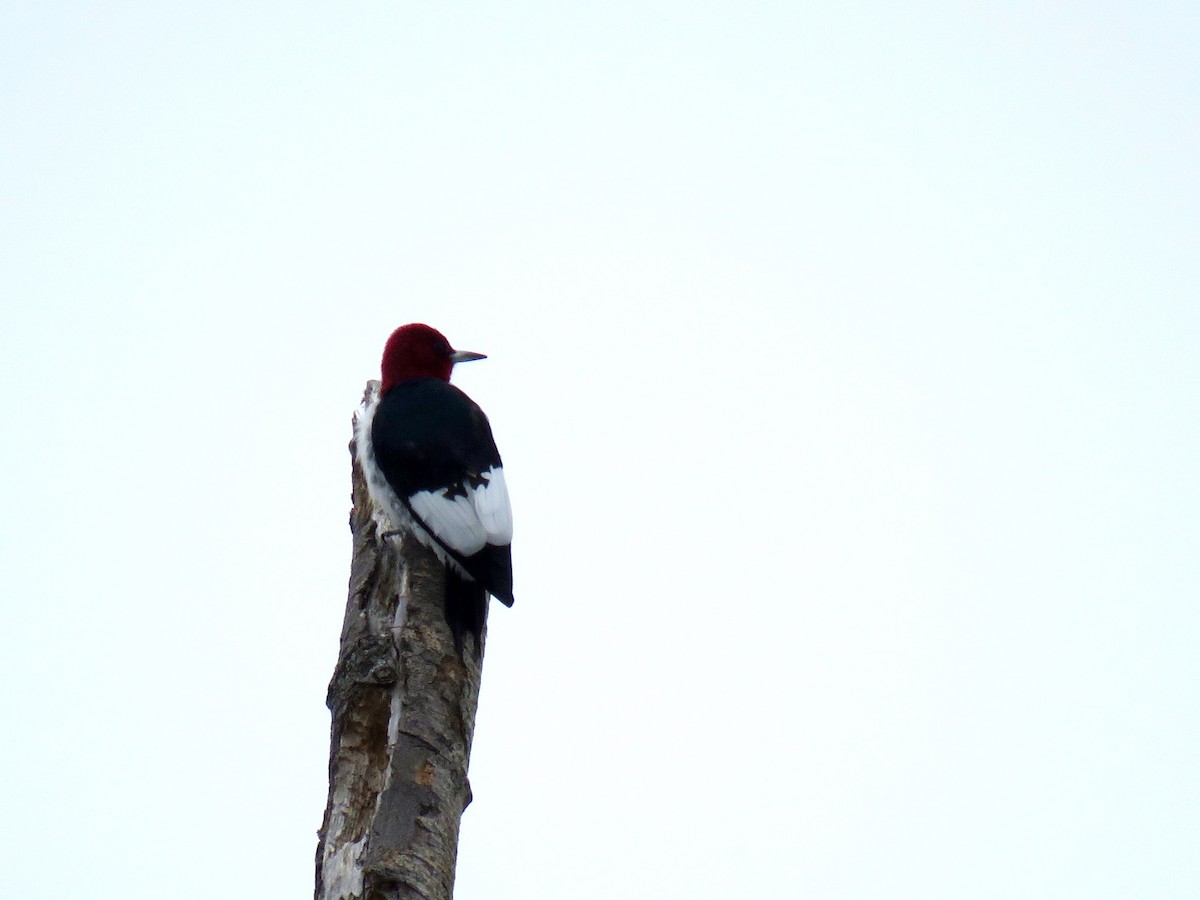 Red-headed Woodpecker - ML86643571