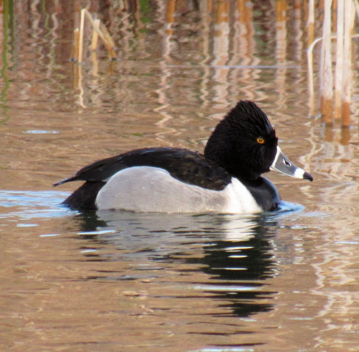 Ring-necked Duck - ML86645601