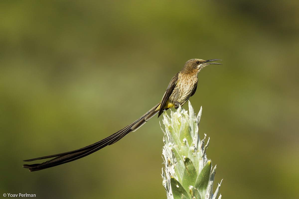 Cape Sugarbird - Yoav Perlman