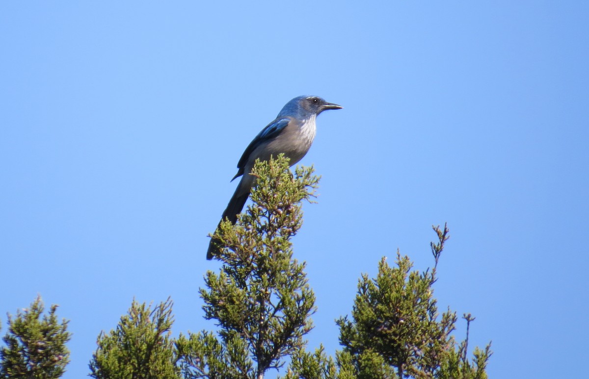 Woodhouse's Scrub-Jay - ML86647161