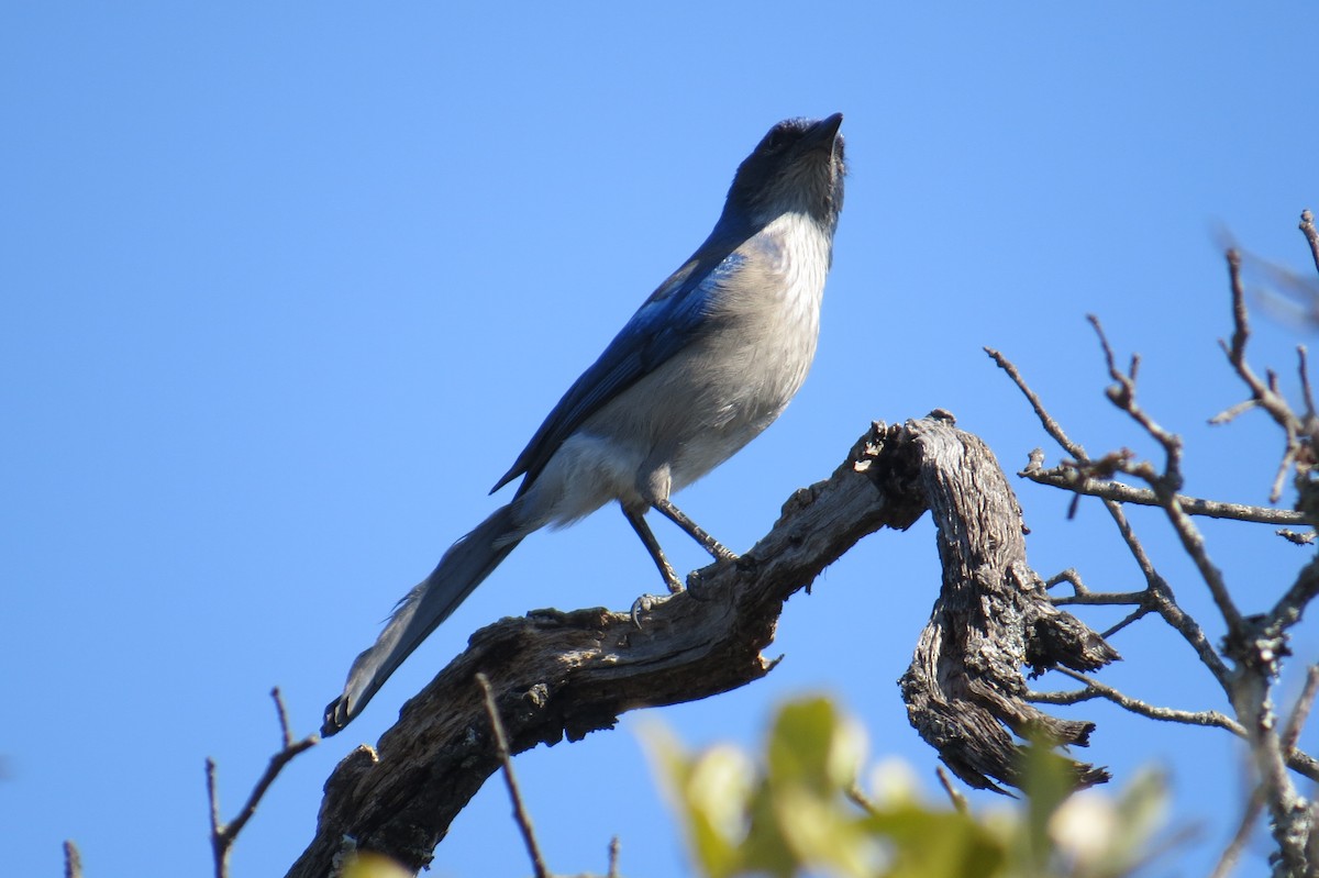 Woodhouse's Scrub-Jay - ML86647171