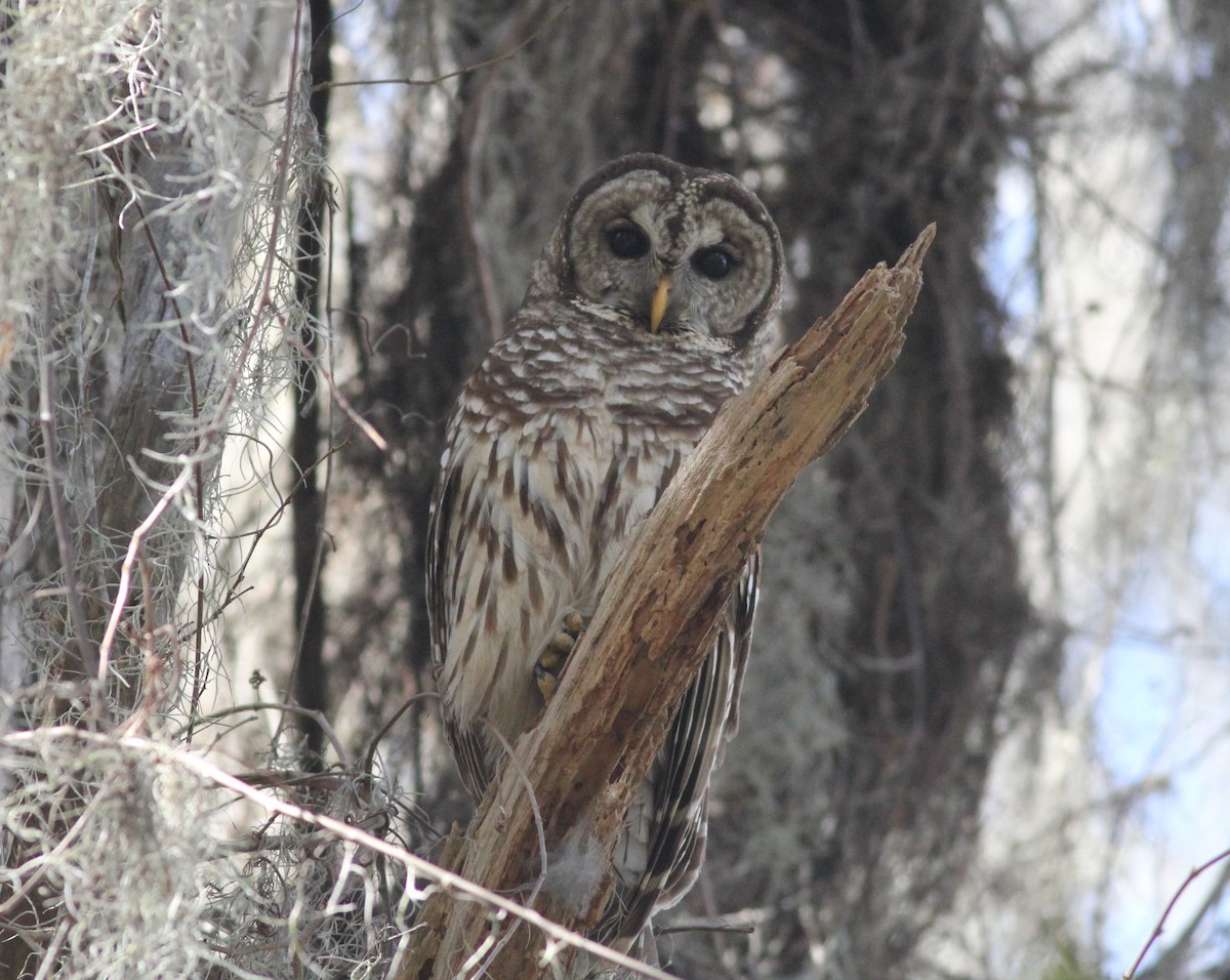 Barred Owl - ML86649311