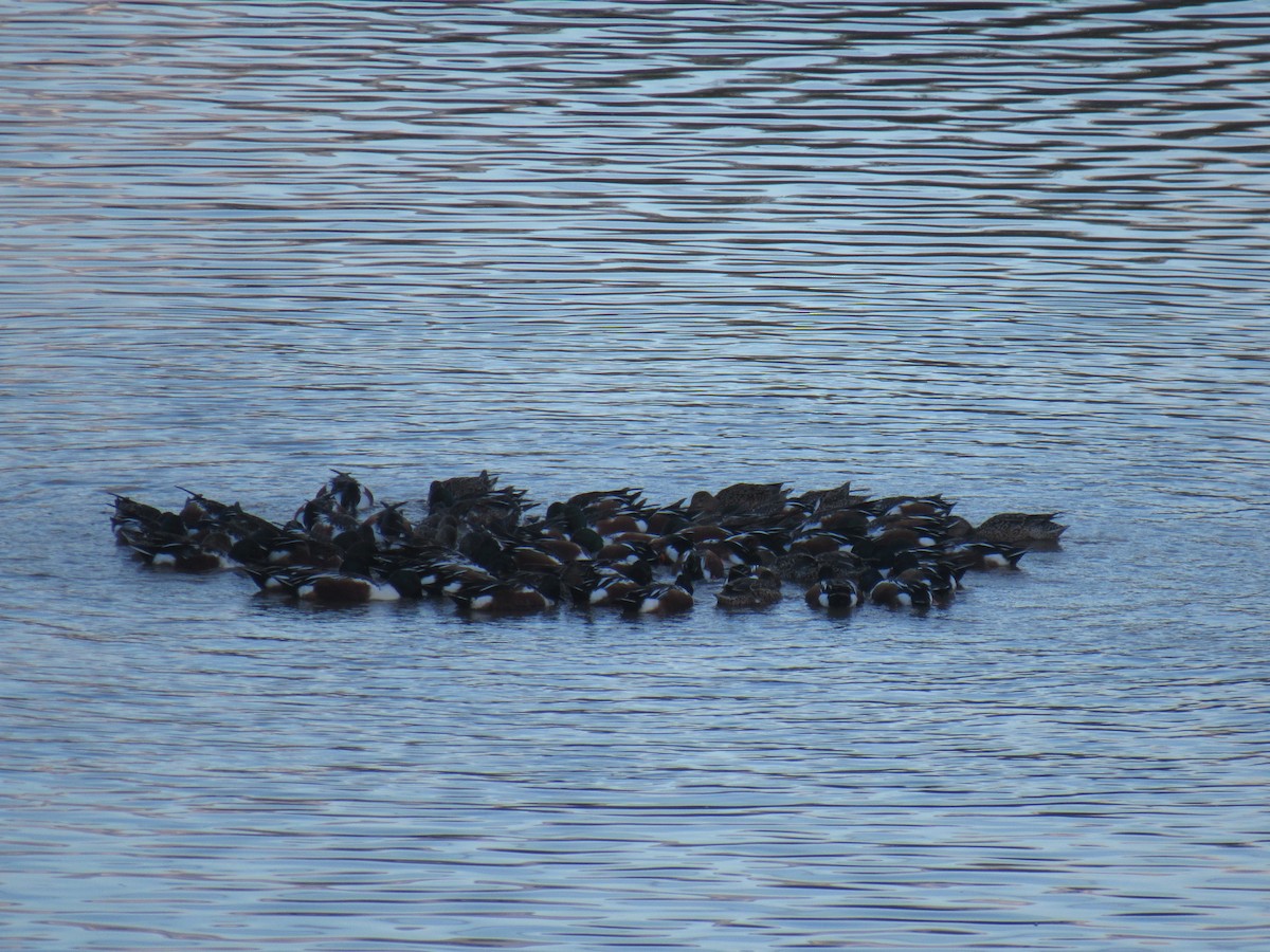 Northern Shoveler - ML86650291