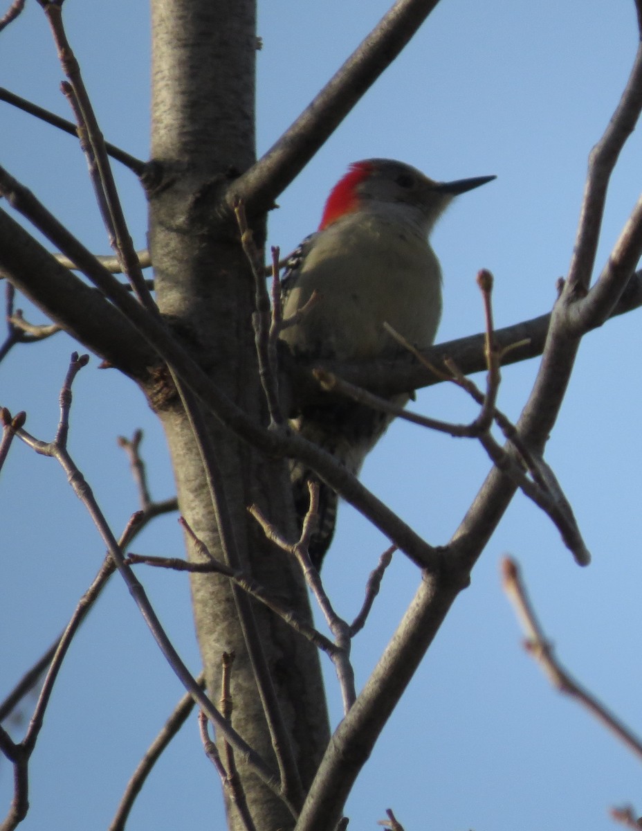 Red-bellied Woodpecker - ML86650521