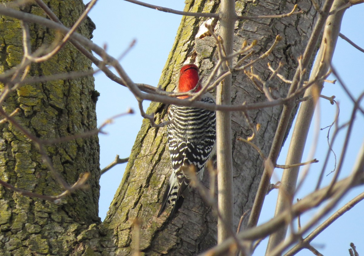 Red-bellied Woodpecker - ML86650541