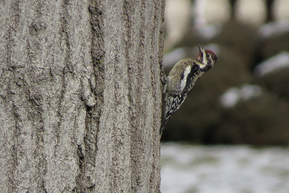 Yellow-bellied Sapsucker - ML86651671