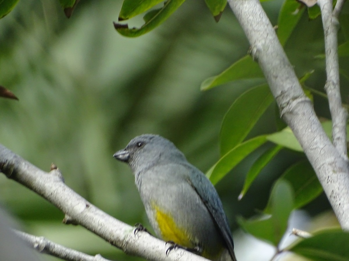 Jamaican Euphonia - Nancy LiPetri