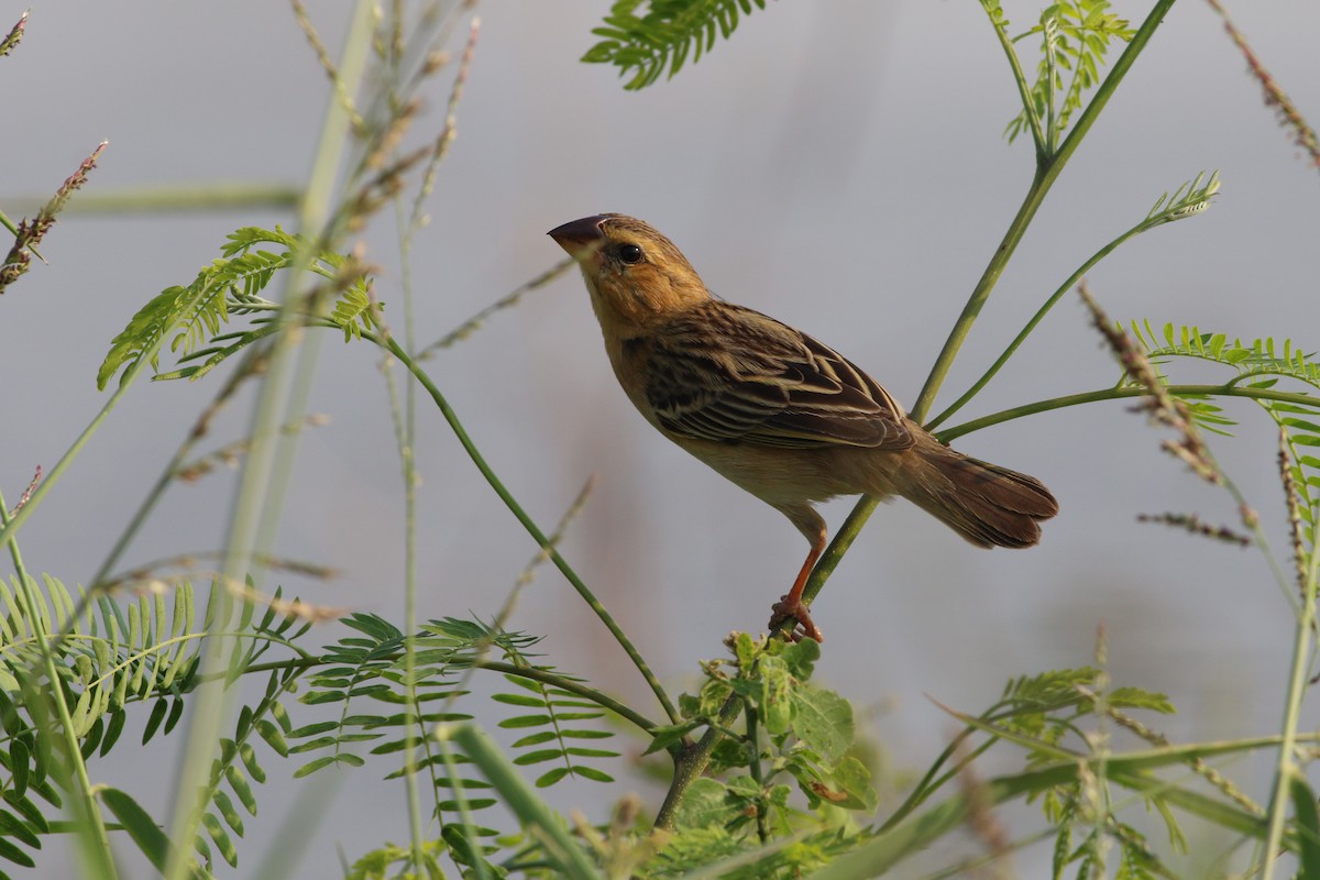 Asian Golden Weaver - ML86656111