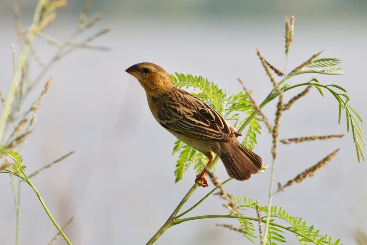 Asian Golden Weaver - ML86656121