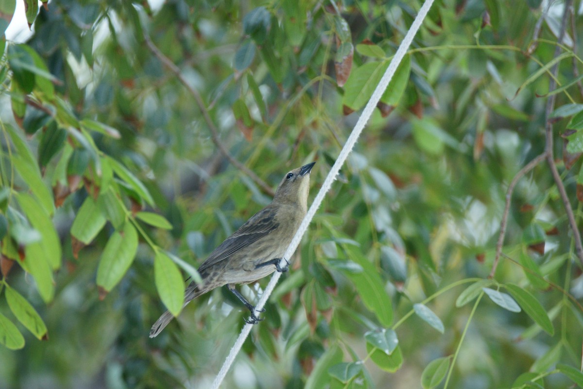 Shiny Cowbird - Nancy Cox